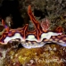 nudibranch_ph_hsb_r_h_0120_kom2037.jpg